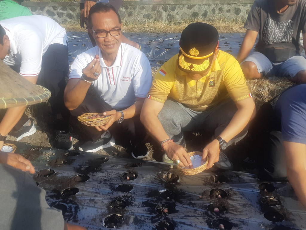 KADIS PERTANIAN DAN PANGAN MEMIMPIN GERAKAN TANAM (GERTAM) BAWANG MERAH DI SUBAK MUNGGU, DESA MUNGGU, KECAMATAN MENGWI SEBAGAUI UPAYA MEMOTIVASI PETANI AGAR MENGEMBANGKAN BAWANG MERAH